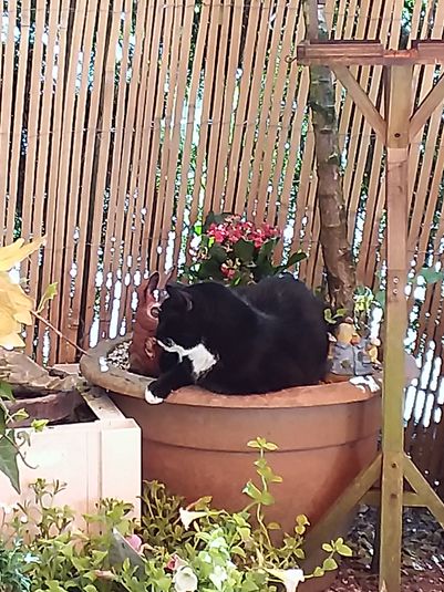 Im Sommer am liebsten auf meiner Terrasse mit meinen Katzen 